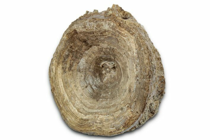 Fossil Ray-Finned Fish (Ichthyodectes) Vertebra - Kansas #331028